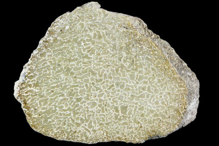Polished Dinosaur Bone (Gembone) Section - Morocco #107140